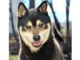 Adopt Jimmu a Tricolor (TanBrown and Black and White) Shiba Inu 