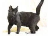 Adopt Harlow a All Black Domestic Shorthair  Mixed cat in Washin
