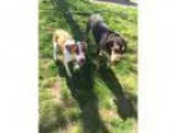 German Shepherds - Rottweilers - Working Class Dogs >WANTED F