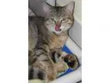 Adopt William a Extra-Toes Cat (Hemingway Polydactyl)