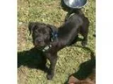 Adopt Cola a Black Labrador Retriever  Mixed dog in Houston TX (