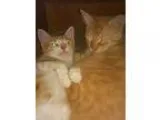 Adopt Bingo a Orange or Red Tabby Domestic Longhair (long coat) 