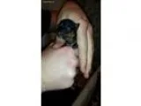 Yorkie Girl2