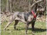 Adopt Willow a Catahoula Leopard Dog Pit Bull Terrier