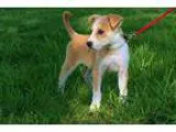 Adopt PUPPY CAMI LYNNE a White - with Tan Yellow or Fawn Hound (