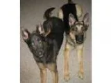 Adopt Mimosa (LR) a Black - with White Labrador Retriever  Golde