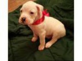Pet Waste Removal  Pooper Scooper Service for Metro Atlanta (sin