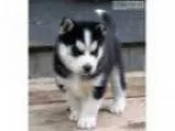 He is current on vaccinations and deworm
