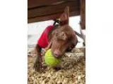 Adopt Iggy a Miniature Pinscher