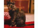 Adopt Abigail a Domestic Short Hair