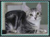 Adopt Echo a Gray Blue or Silver Tabby Domestic Shorthair (short