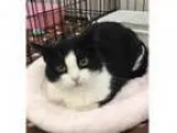 Adopt Baby a All Black Domestic Shorthair Mixed cat in Incline