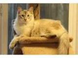 Adopt Constantine a Cream or Ivory (Mostly) Siamese  Mixed (medi