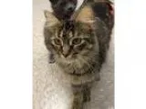 Adopt Cinnamon a Tortoiseshell Domestic Longhair (long coat) cat