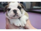 Shih poo puppy