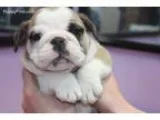 Shih poo puppy
