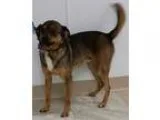 Adopt Buddy3 a BrownChocolate Pug  Beagle  Mixed dog in Urbana O