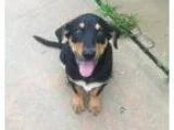 Adopt Harry a German Shepherd Dog