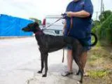 Adopt Rags to Riches a Black Greyhound  Mixed dog in Sarasota FL