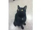 Adopt Licorice a Black (Mostly) Domestic Shorthair (short coat) 