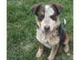 Adopt Marshall a Australian Cattle Dog (Blue Heeler)