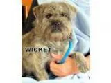 Adopt Wicket a Shih Tzu Boston Terrier