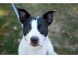 Adopt Emmit a English Pointer  Mixed dog in Newaygo MI (15321620