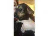 Adopt Muffin a Airedale Terrier