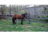 Quarter Pony for Sale