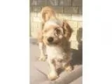 Adopt Parker a Poodle