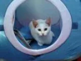 Adopt Daphne a Domestic Shorthair cat in Nashville TN (15057331)
