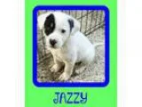 Adopt Jazzy a Collie Shepherd