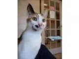 Adopt Trina a Domestic Shorthair  Mixed cat in Kelowna BC (15256