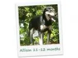 Adopt Allison a Black - with White Shepherd (Unknown Type)  Mixe