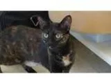 Adopt Piper - I am a curious kitten who wants to be your little 