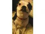 Adopt Sammie a Black - with White Boston Terrier  Mixed dog in H