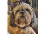 Adopt ZOEY a BrownChocolate - with Tan Shih Tzu  Mixed dog in In