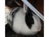 Adopt Anna a Bunny Rabbit