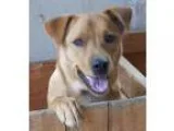 Adopt Rocky a TanYellowFawn Labrador Retriever  Chow Chow  Mixed