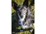 Adopt Daisy a Terrier