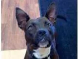 Adopt Nina a Boston Terrier