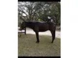 5 yr old 16 0 TB Gelding
