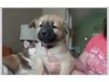 Adopt Harlowe a Tricolor (TanBrown and Black and White) Siberian