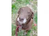 Adopt Brownie a BrownChocolate Labrador Retriever  Mixed dog in 