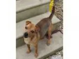 Adopt Mr. Bean a BrownChocolate Terrier (Unknown Type Medium)  M