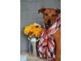 Adopt Jules a TanYellowFawn - with White Shepherd (Unknown Type)