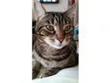 Adopt Prima a Brown Tabby Domestic Shorthair (short coat) cat in