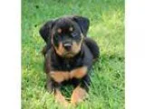 Lodskan Rottweiler puppies...500