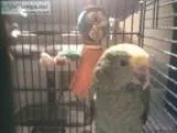 year old talking DBL yellowhead parrot with large cage food a