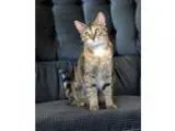 Adopt Callie O Malley a Tortoiseshell Domestic Shorthair (short 